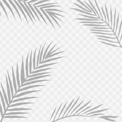 Palm leaves leaf shadow on white background
Shadow leaves