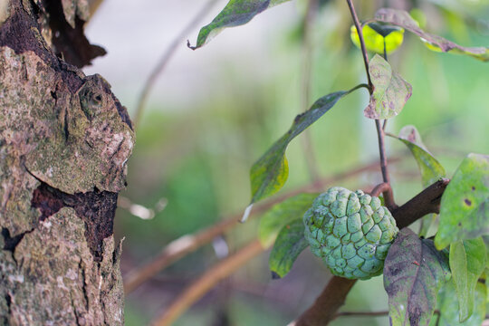 Pomme douce ou pomme cannelle sur son arbre - Martinique - France outre-mer.