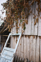 autumn wooden wall and white wooden door yellow grass