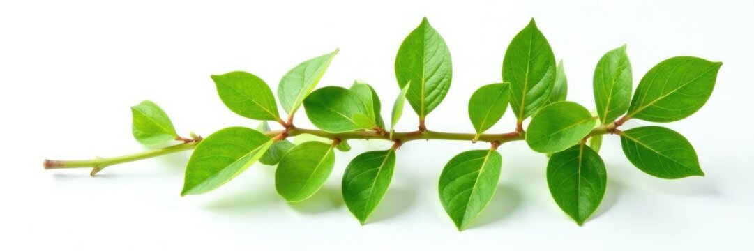 Fresh green branch of Salal Gaultheria Shallon isolated on white background, background, nature