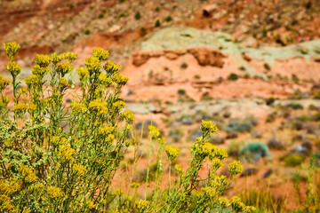 Obraz premium Desert Wildflowers Blooming in Zion Rocky Terrain Eye-Level Focus