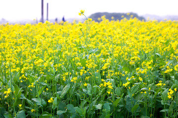 Mustard flowers in field, Mustard growing under the sky in field