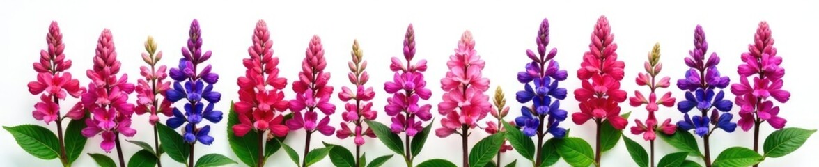 Row of Salvia flowers against a plain white background, leaves, isolated