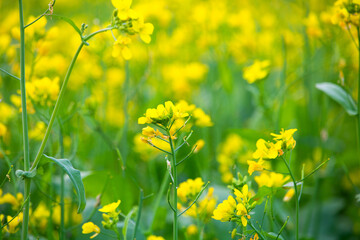 Mustard plant growing in field, Mustard flowers in field