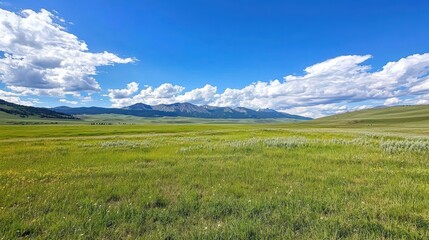 Obraz premium Expansive Green Meadow Under Bright Blue Sky with Fluffy Clouds