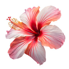 Fototapeta premium Pink Hibiscus Flower Blossom Isolated on White Background