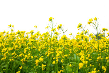 Mustard growing in field, Mustard Flowers in field