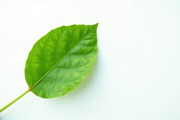 Obraz premium Single coffee leaf against a bright white backdrop, nature, leaf