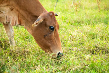 Cow eating grass in field, Cow in field, Cow walking in field