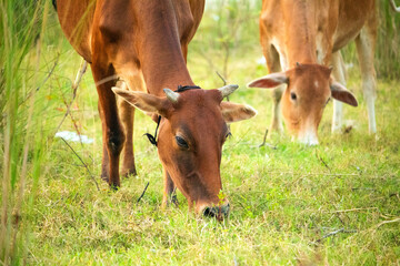 Cow eating in field, Cow on grass, Cows eating grass in field