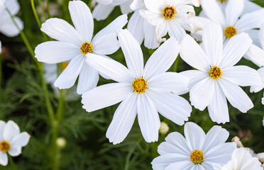 White cosmos flowers bloom beautifully, creating a captivating scene. Top view with selective focus.