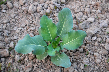 Cauliflower plantgrowing in field, Cauliflower growing in field