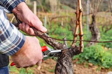 Close-up of the hands of the winemaker pruning the vineyard with professional steel scissors....