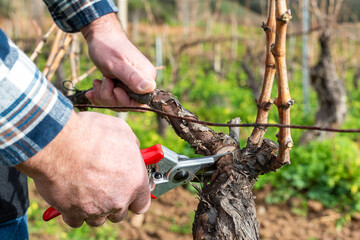 Close-up of the hands of the winemaker pruning the vineyard with professional steel scissors....