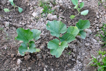 Pumpkin plants growing in field, Pumpkin plant in field ready to harvesting