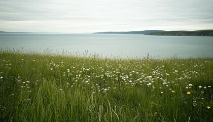 Obraz premium Coastal landscape with grass and sea water beach. Ocean horizon background.