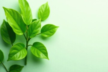 Fresh green moringa leaves against a neutral background, nature, green, foliage