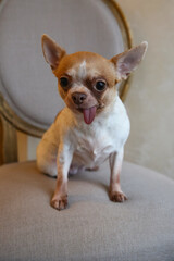 Obraz premium Mini Chihuahua dog on a chair, the dog is 6 year old