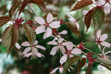 Sakura Branch with Blossoms and Red Leaves