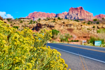 Desert Wildflowers and Red Rocks with Winding Road Perspective
