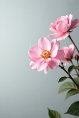 Soft focus pastel pink flowers against a soft gray background, white, simple, gray