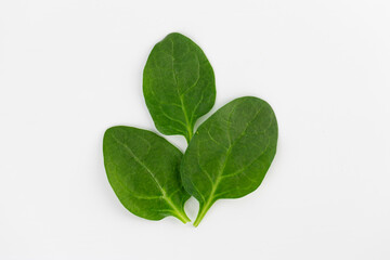 top shot close-up soft white background green spinach leaves high energy content healthy wholesome food spring salad veins in leaves vegan food