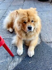 Dog, chow-chow