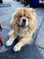 Dog, chow-chow
