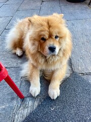 Chow chow dog in Italy