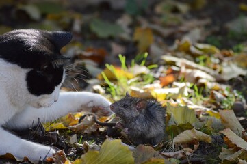 The cat is playing with a caught rat.