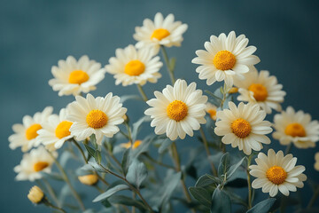 Fototapeta premium A Bouquet Of Daisies With Yellow Centers
