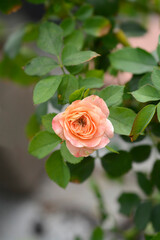 Rose Orfeas flower
