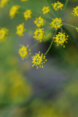 Common fennel flowers
