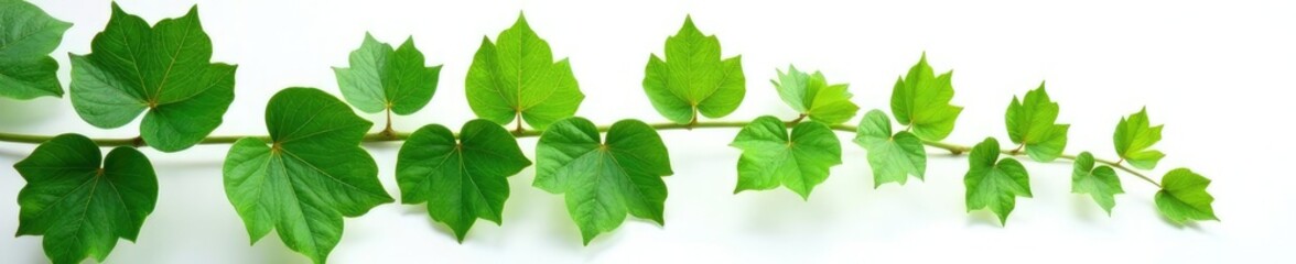 Fototapeta premium Large leaves of the English ivy plant against a white background, stem, stem, botany