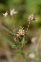 Bitumen trefoil seed head