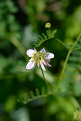Purple crown vetch flower