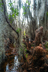Forest of Swamp Cypresses with epiphytic Tillandsia plants, aerial roots of cypresses sticking out of water in swamp, Okefenokee Swamp, Georgia, USA