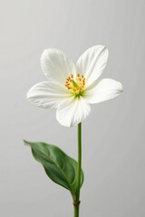 Single white blossom against a plain background, pure, minimalist, solo bloom