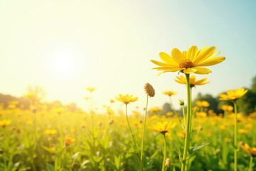Fototapeta premium Sunlit meadow with few yellow wildflowers and orangey hues on white background, flowers, orange