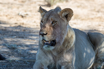 South Africa, Botswana, Kgalagadi Transfrontier Park, Lion (Panthera leo), male, juvenile