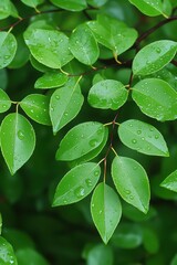 Fresh Green Leaves with Raindrops on a Vibrant Background