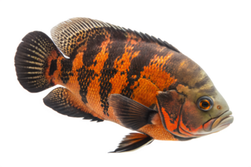 A large oscar fish, swimming. Isolated on a transparent background