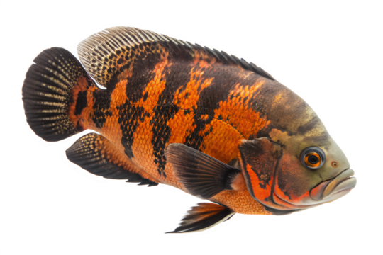 A large oscar fish, swimming. Isolated on a transparent background