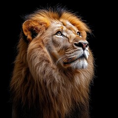 Fototapeta premium A majestic lion, head turned left, contemplative gaze, well-groomed mane, light brown fur, muted color palette, dark background, naturalistic lighting, powerful and regal creature - AI-generated
