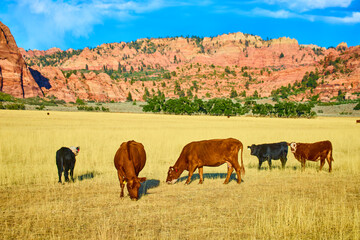 Cows Grazing in Kolob Canyon with Red Rock Backdrop Eye-Level View