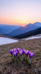 Fototapeta premium A field of purple flowers with a sun in the background. The sun is setting and the flowers are in full bloom