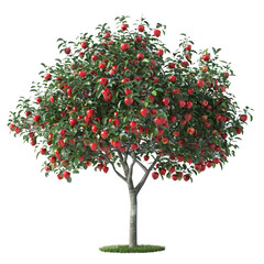 Fototapeta premium Apple Tree in Bloom