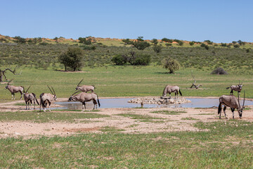 South Africa, Botswana, Kgalagadi Transfrontier Park, Gemsbok (Oryx gazella) © Luigi