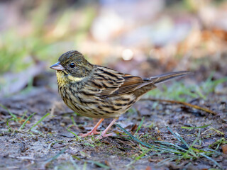 森の中で地面に降りてエサを探しているアオジ
