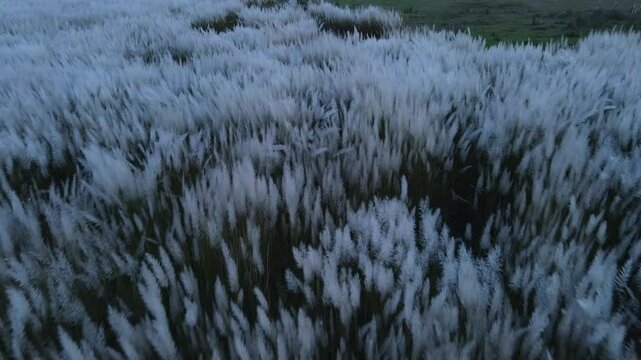 Kashful